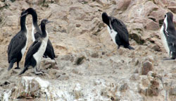 Cormorants